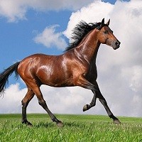 دانلود رایگان تحقیق انگلیسی همه چیز درباره اسب ها با ترجمه فارسی